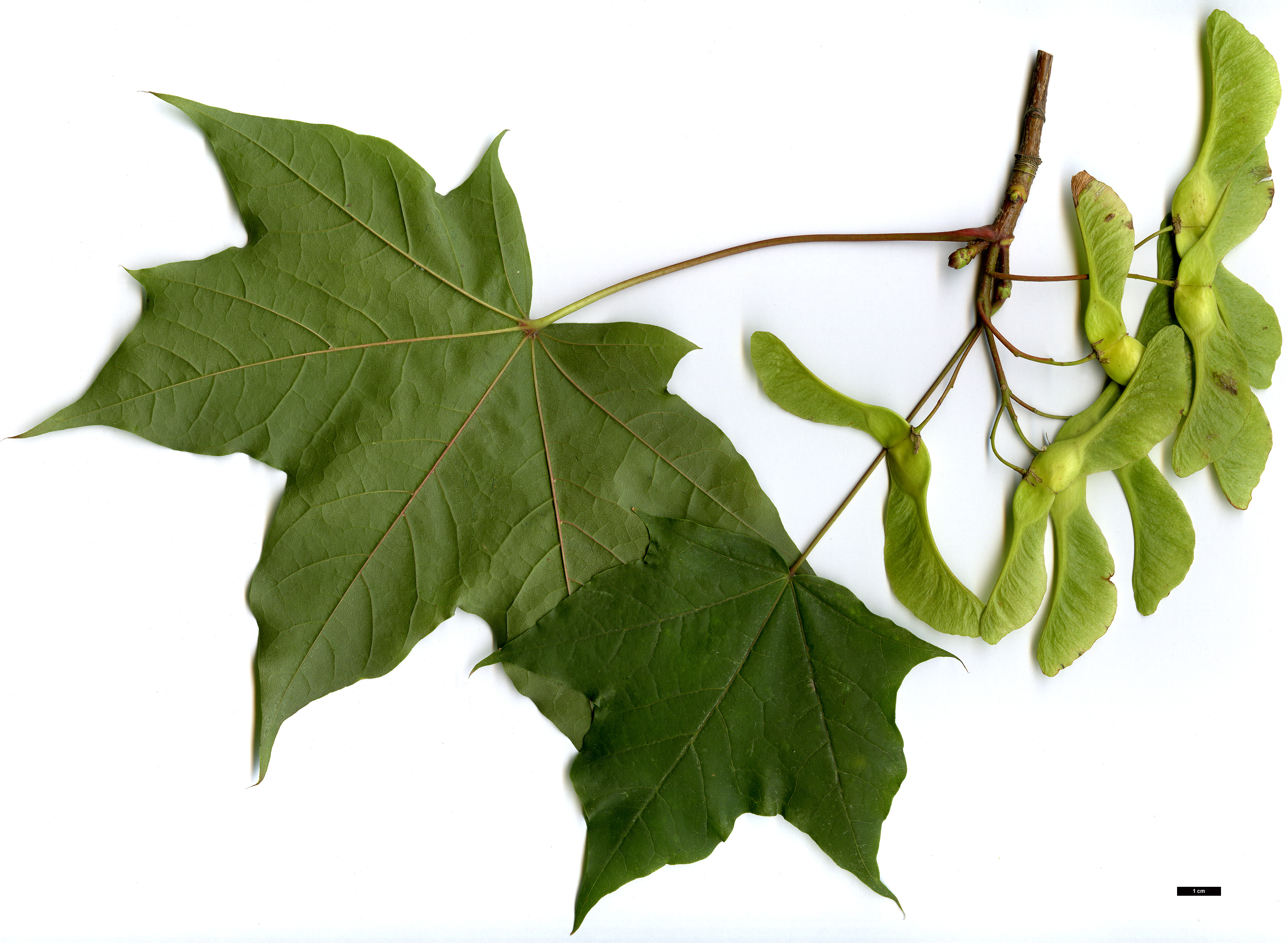 High resolution image: Family: Sapindaceae - Genus: Acer - Taxon: ×verhaegheanum (A.cappadocicum × A.platanoides)